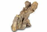 Dinosaur (Edmontosaurus) Bones in Sandstone - Wyoming #265506-1